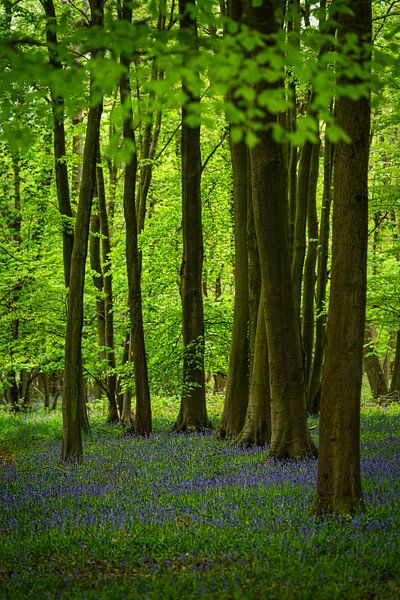 Des jacinthes de forêt dans une forêt en Angleterre par Anges van der Logt