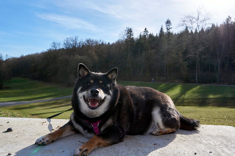 Lächelnder Shiba Inu posiert im Liegen auf einer Steinmauer vor einem Wald von creativcontent
