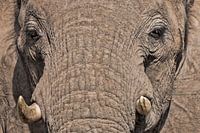 Nahaufnahme Elefant