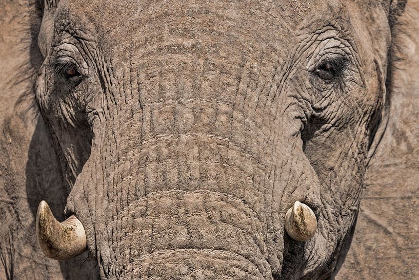 Nahaufnahme Elefant von Mario Severi