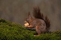 Squirrel with nut