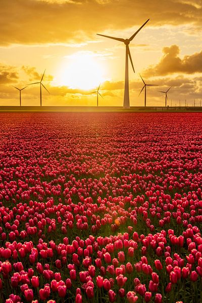 Tulipes rouges dans un champ avec des éoliennes en arrière-plan par Sjoerd van der Wal Photographie