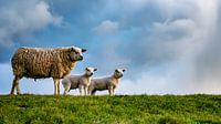 Moeder met dochters - lammetjes op Texel