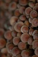 Pilze in Nahaufnahme