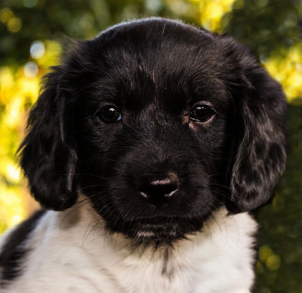 Puppy Keie by Maike Peters