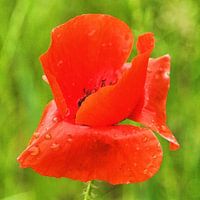 Mohn-Studien-001-101-3535