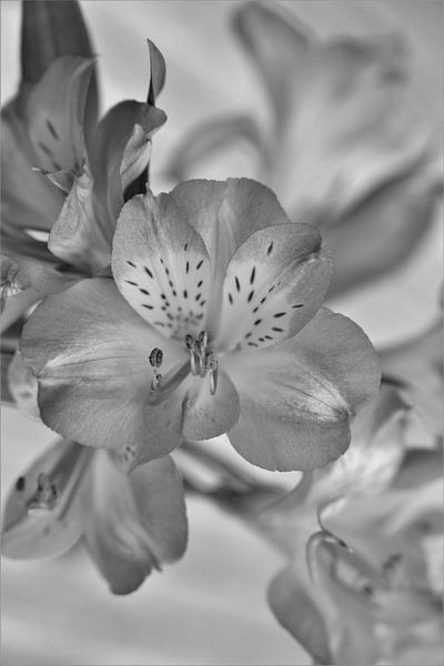 Bouquet by Hannelore