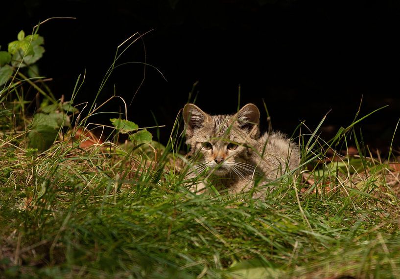 Katzen von Corrie Post