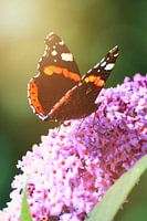 ein Admiral auf einem Schmetterlingsflieder