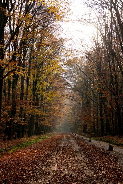 Herbst im Wald von Annemarie Goudswaard