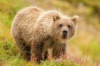 Jeune grizzly dans l'herbe