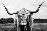 Schottische Highlander-Portrait