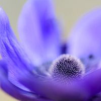 Violette Anemone