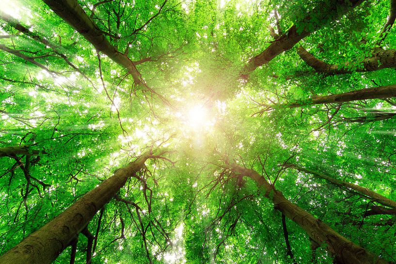 Grüne Baumkronen von Dennis van de Water