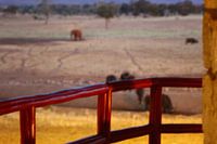 olifant en os vaag in de achtergrond