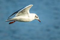 flying image of a black-headed gull in winter plumage along the coast