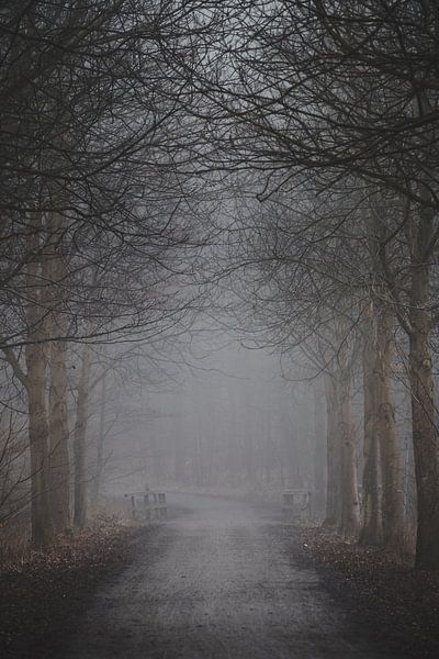 Waldweg bei Nebel im Herbst von Marc-Sven Kirsch