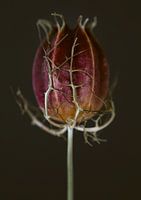 Nigella getrocknete Blume