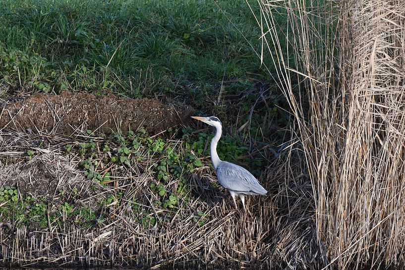 Heron / Heron by Henk de Boer