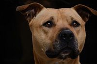 American Staffordshire