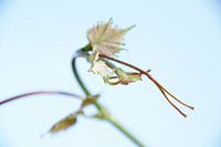 Fris, jong blad aan druivenrank in de lente