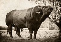 Rouge flamand occidental