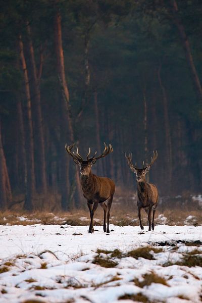 Edelherten in het Nationaal Park de Hoge Veluwe by Evert Jan Kip