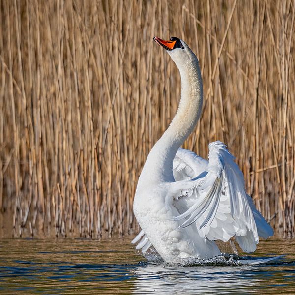 Baltering Swan by Beeld Creaties Ed Steenhoek | Photography and Artificial Images