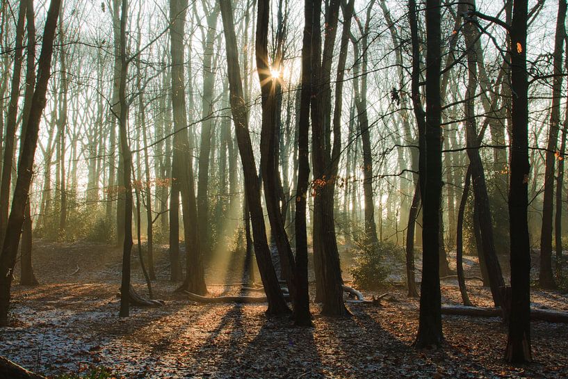 Ein schöner Wintertag im Wald in Bergen op Zoom von Sabina Meerman