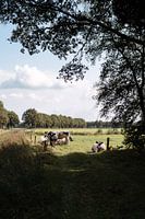 Kühe auf der sonnenbeschienenen Wiese