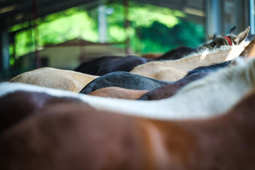 Pferderücken von Miranda Jansen Fotografie