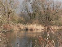 Water weerspiegeling aan de waterkant in de herfst