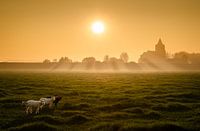 Posieren von Lämmern im Abendlicht