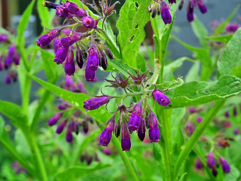 Comfrey 2 by Edgar Schermaul