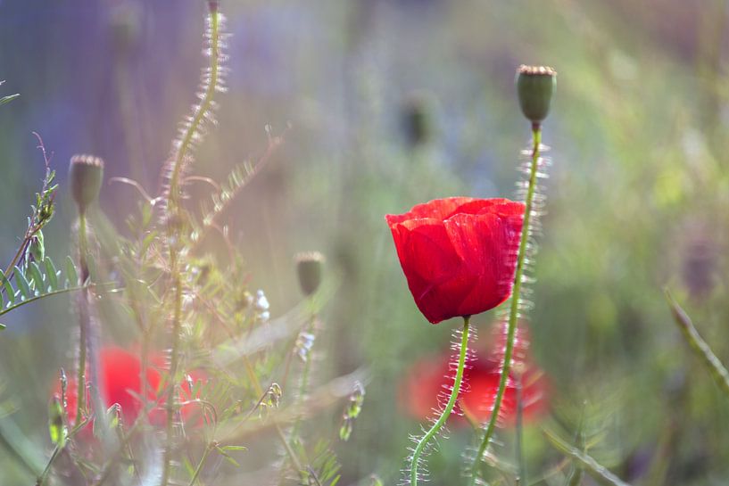 Mohnblumen von Kurt Krause