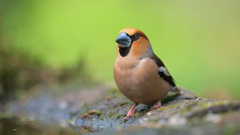 Apple finch by Wim van der Meule