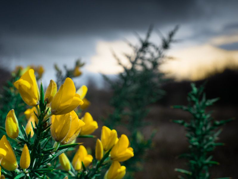 Yellow flower in the dunes by Matthijs Noordeloos