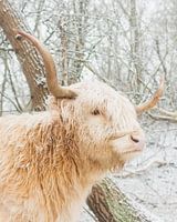 Blonde schotse hooglander in de sneeuw