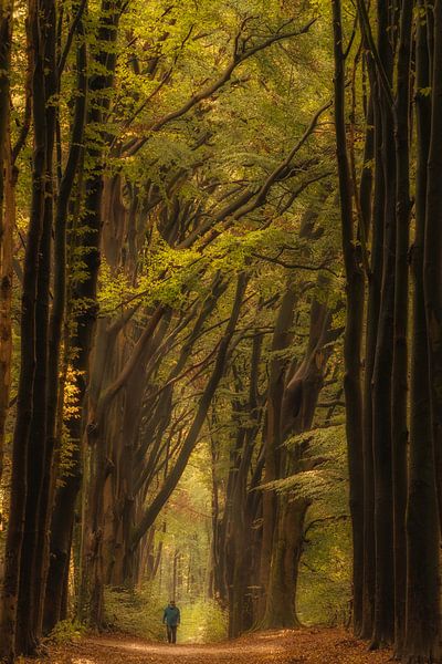 Herbstlicher Wald von Moetwil en van Dijk - Fotografie