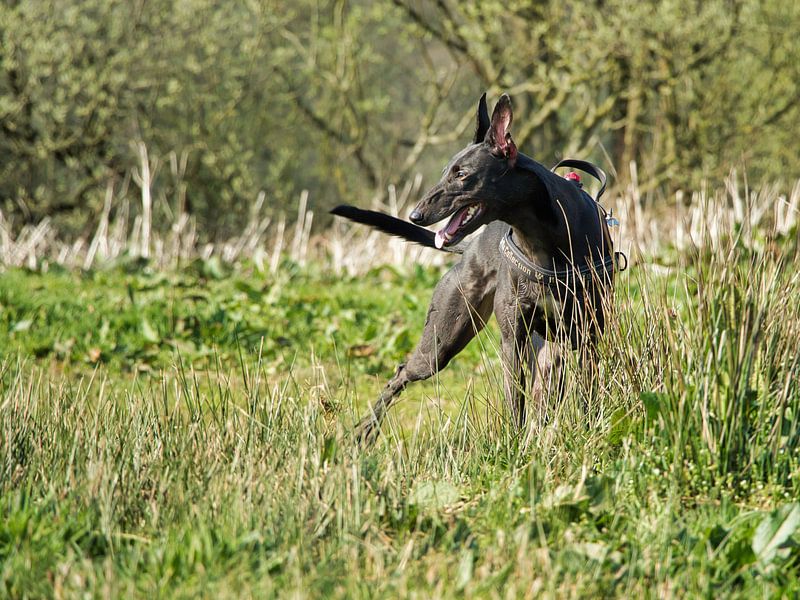 Greyhound by Patrick vdf. van der Heijden
