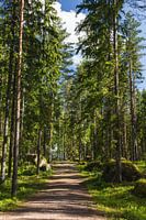 Sentier de la forêt finlandaise