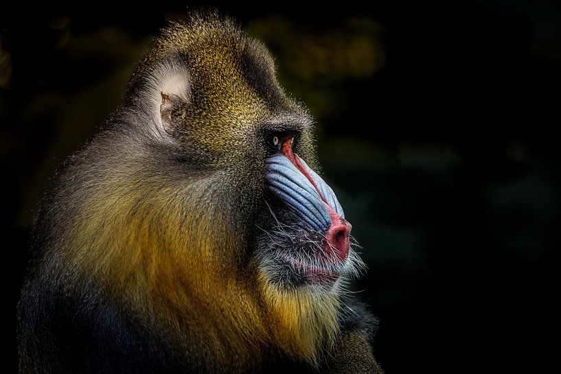 Mandrill par Mathijs Frenken