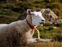 Ein Schaf in der Sonne