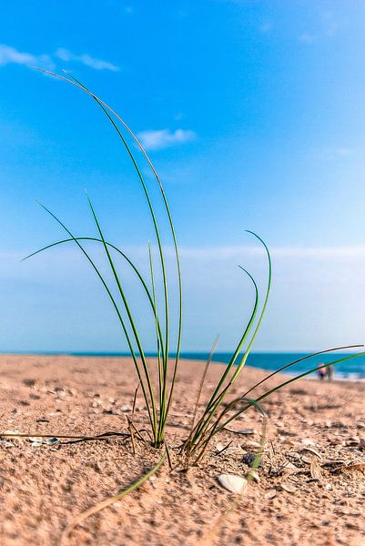 Atlantikküste 2 von Norbert Sülzner