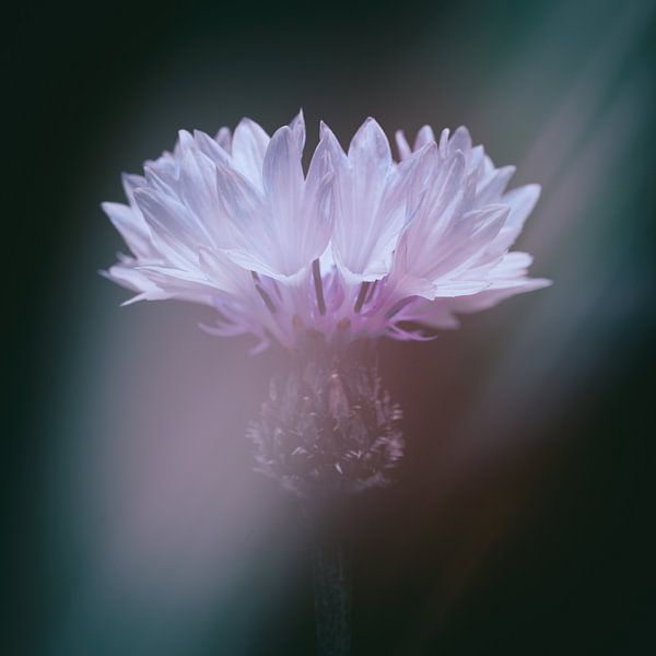 Kornblume von Johannes Schotanus