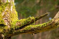 Im stillen Grün des Waldes