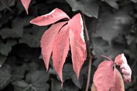 Die Farben des Herbstes in unterschiedlicher Pracht