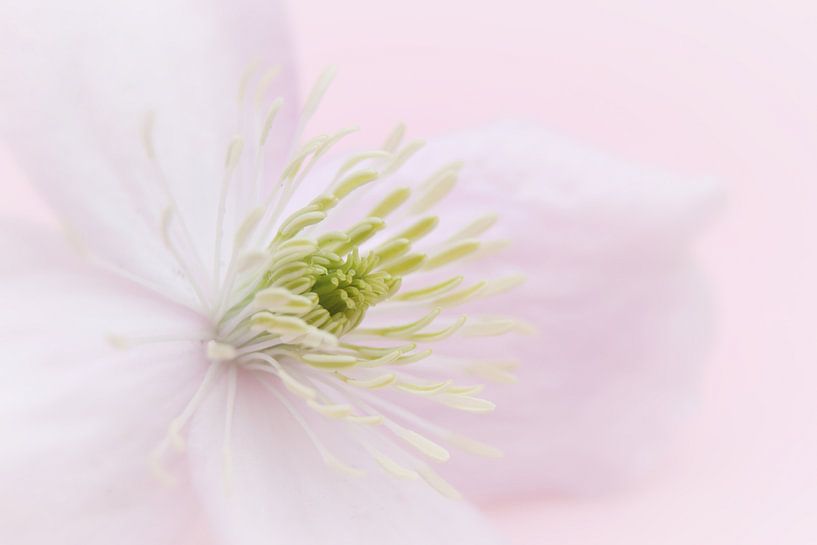 clematis Nelly Moser by Thea van den Berg