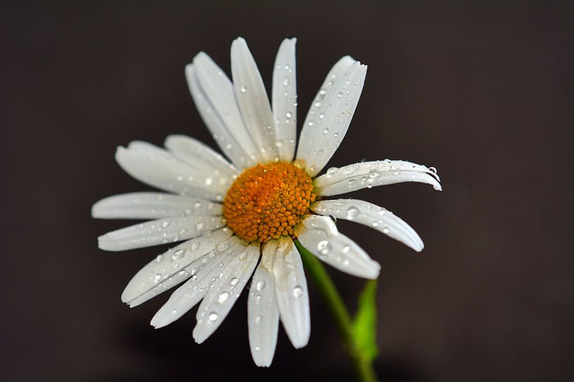 Kamilleblüte von Edgar Schermaul