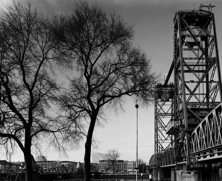 Wood by Paul Optenkamp